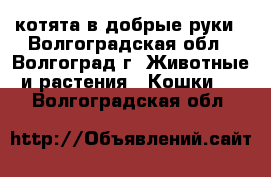 котята в добрые руки - Волгоградская обл., Волгоград г. Животные и растения » Кошки   . Волгоградская обл.